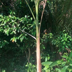 Royal Palms - 7-10ft