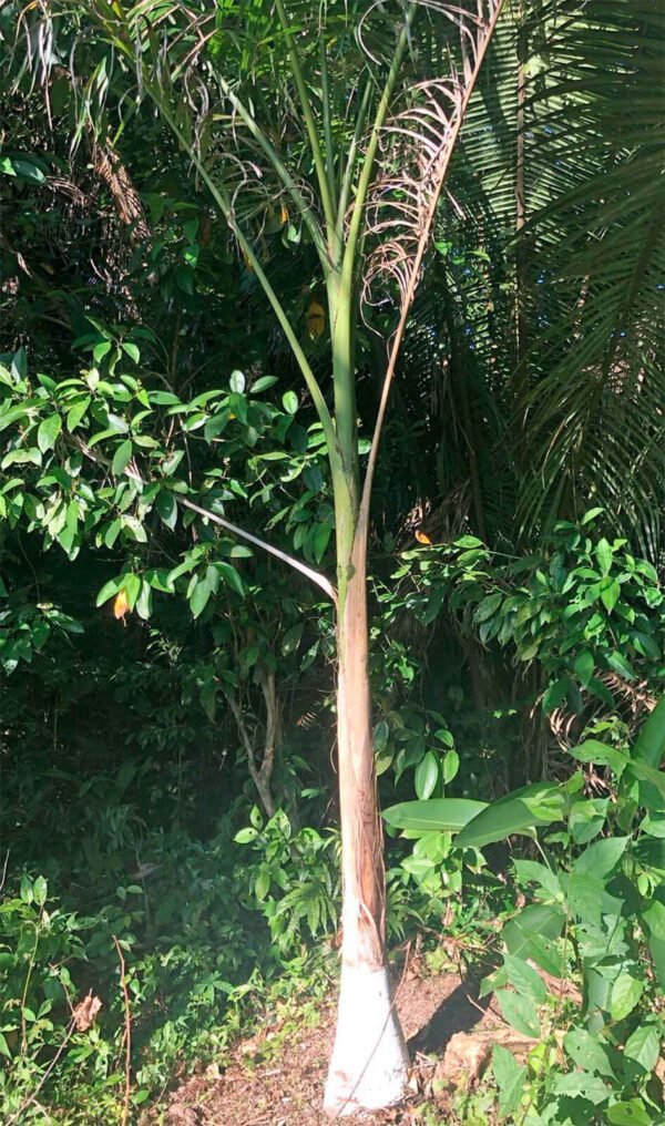 Royal Palms - 7-10ft