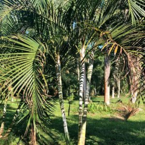Areca Palm
