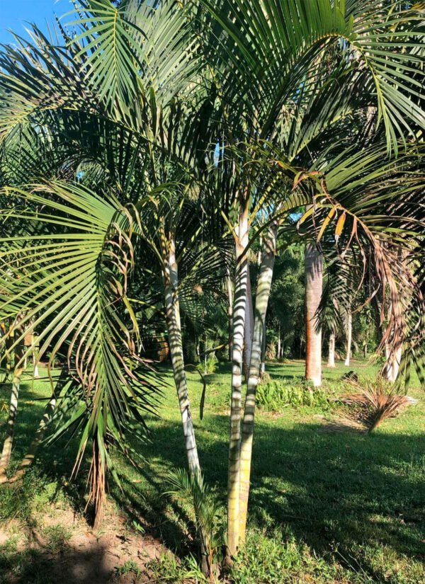 Areca Palm