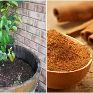10" Cinnamon Sapling /each