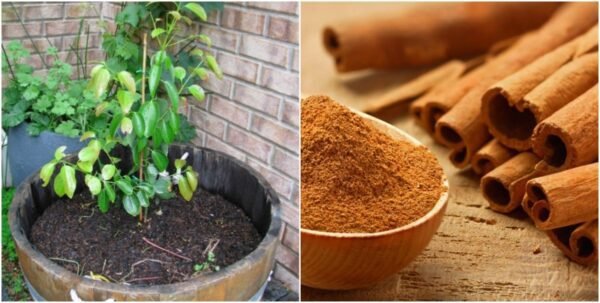 10" Cinnamon Sapling /each