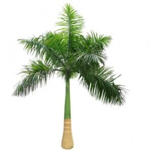 2-3ft Royal palm sapling /each