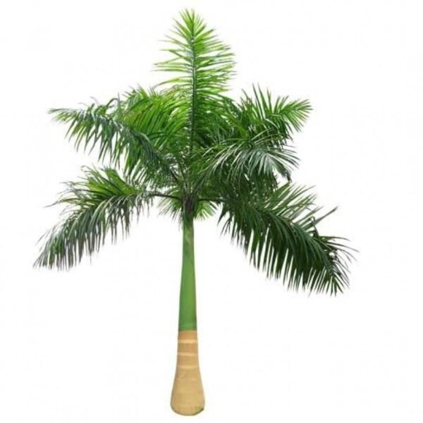 2-3ft Royal palm sapling /each