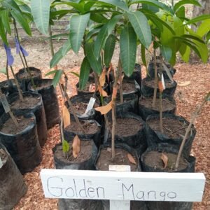 Golden Mango