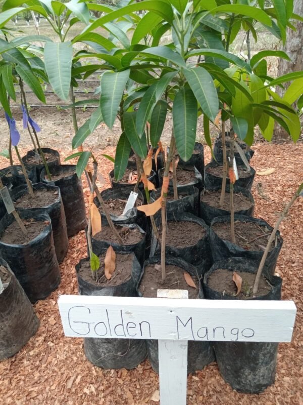 Golden Mango
