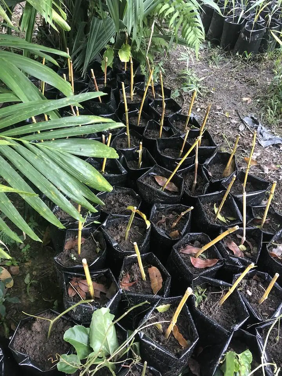 Bamboo saplings for planting after the dry season is over_n
