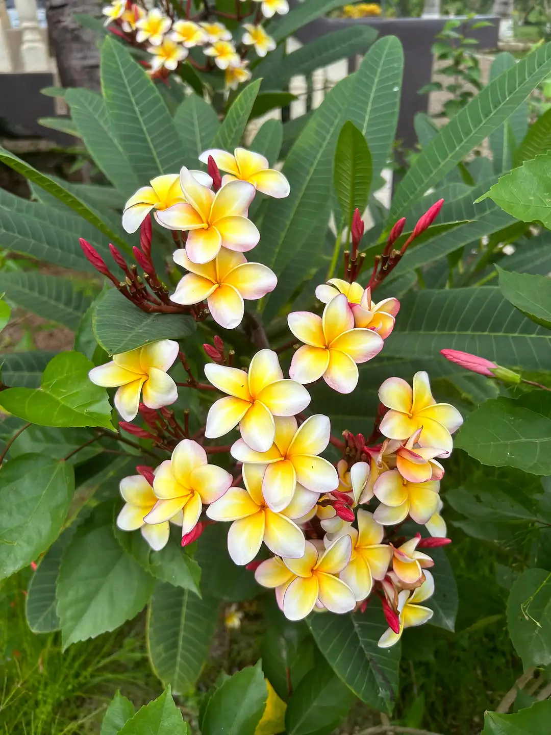 The frangipani in your yard is out of this world_n