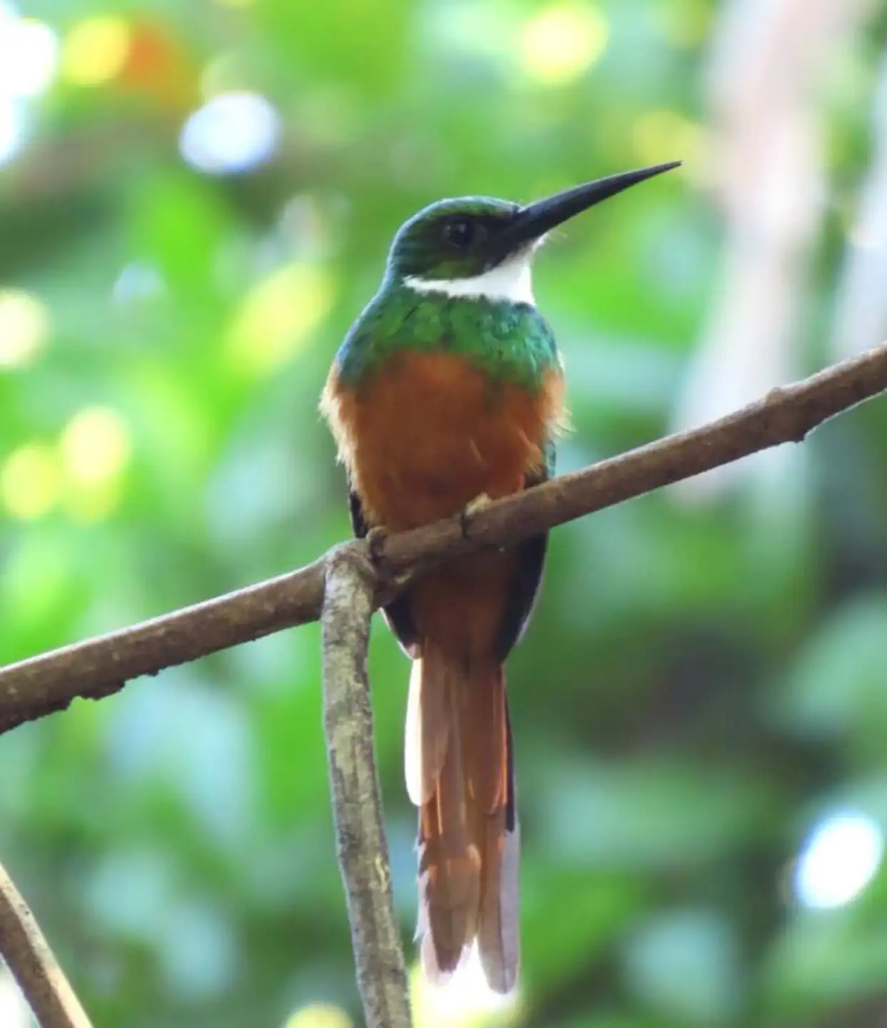 bird1