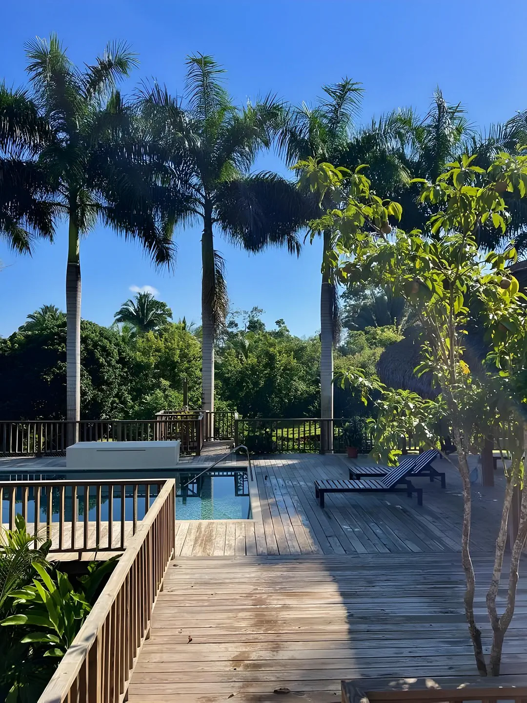 deck-palapa-in-rainforest-lodge, majesty of royal palms