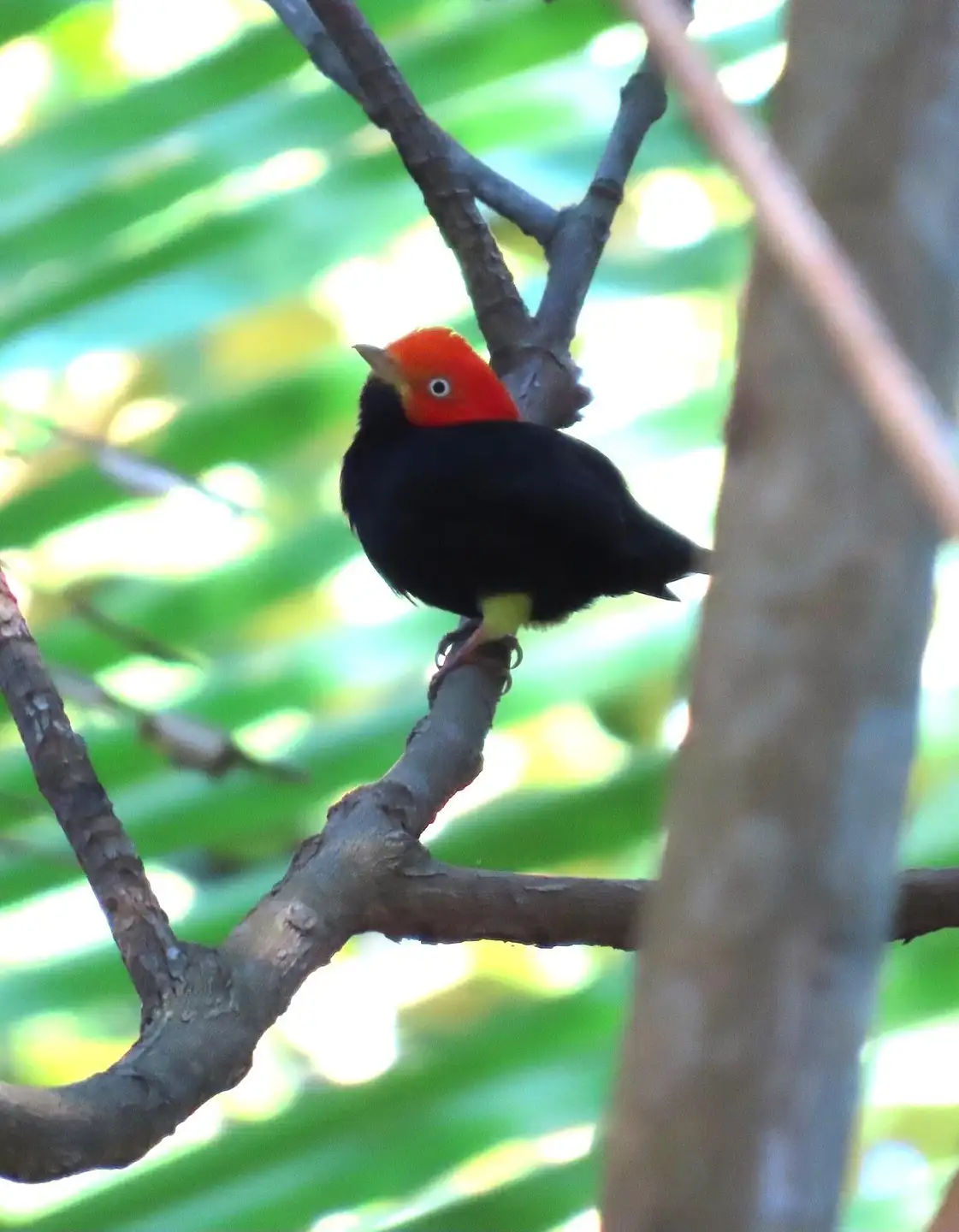 jungle-bird 06b5025c