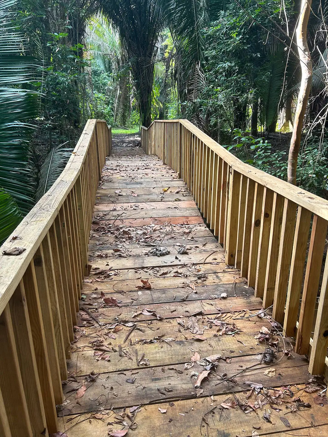 jungle-bridge