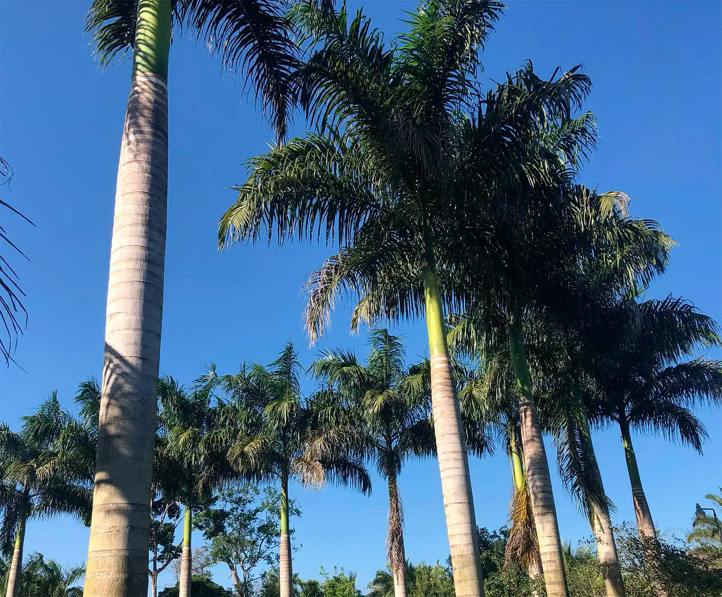 large-royal-palms-01